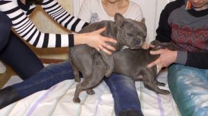 Голубые французские бульдоги  Вязка Сапфира и Мерси  Blue French Bulldogs  Mating dogs  1
