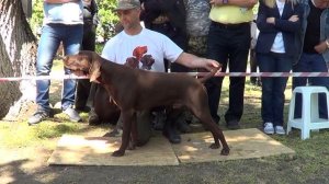 Выставка собак, кобели ОТКРЫТЫЙ КЛАСС 1-ая ЧАСТЬ, НКП курцхаар, курцхаар описание, собака породы ку
