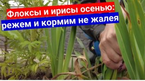 Флоксы осенью. Прямо сейчас повышаем цветение к весне: обрезка, обработка, подкормка