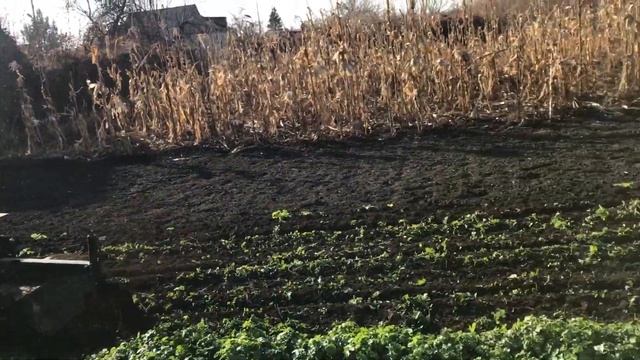 Фрезеровка горчицы на сидераты мототрактором, смотреть онлайн