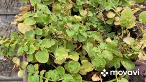 Размножаю вербейник монетчатый ?