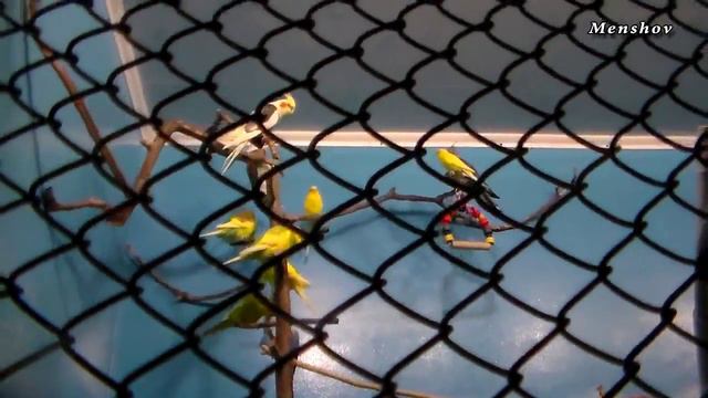 Птичник. Таиландский попугай смотреть онлайн