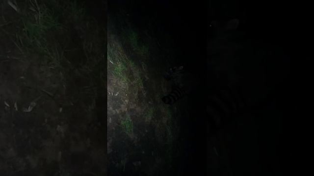 наглый енот г.Абинск