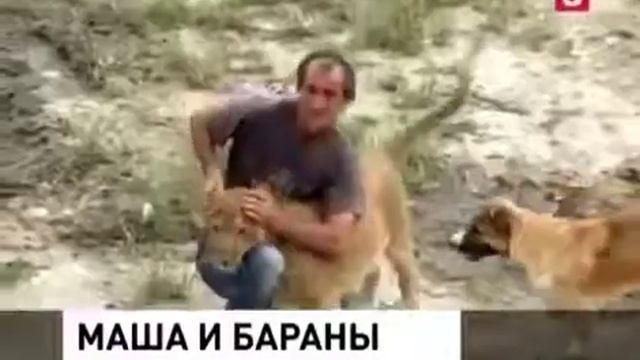 Львица пасет баранов смотреть онлайн