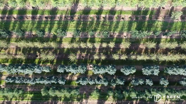 Betula pendula 'Laciniata' смотреть онлайн