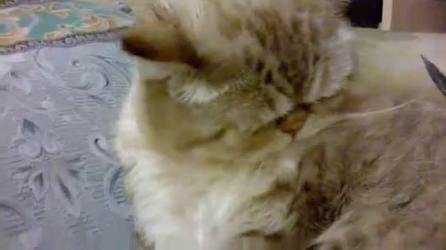 КАК МОЙ КОТ ВЫЛИЗЫВАЕТСЯ смотреть онлайн
