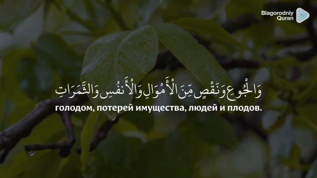 Иса Аль Ингуши (рахимахуЛлоах) | сура 2 «Аль Бакара» (Корова) , аяты 152-157 смотреть онлайн