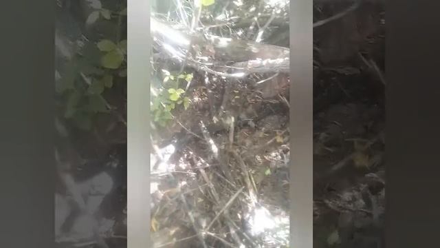 Находки ТОП нашёл заброшенный сгоревший дом. смотреть онлайн