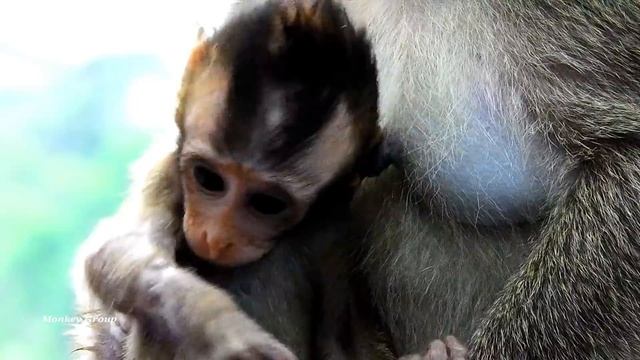 Little baby Lola get milk full on the chest, Lola dream see a big milk смотреть онлайн