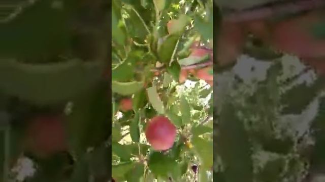 505 - Apple tree in Cold Desert Leh (9/9/17) смотреть онлайн