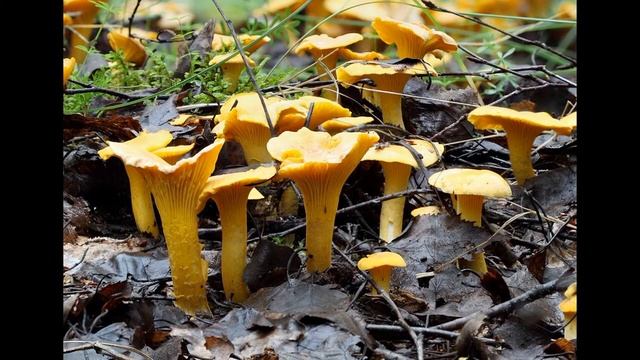 ГРИБЫ ЛИСИЧКИ — КРАСАВИЦЫ ЛЕСА смотреть онлайн