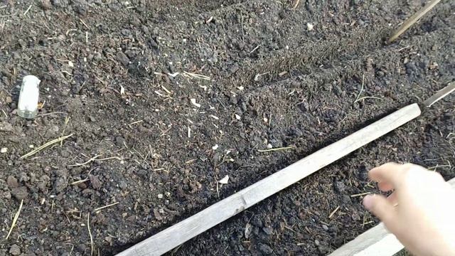 Как посадить лук севок - правильно! смотреть онлайн