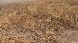 Уборка гороха! Сравнения жатки озон и кейс!#technology