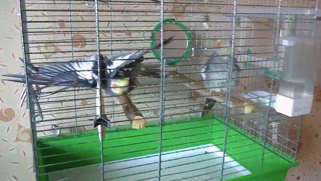 купание корелл под струей пульверизатора смотреть онлайн