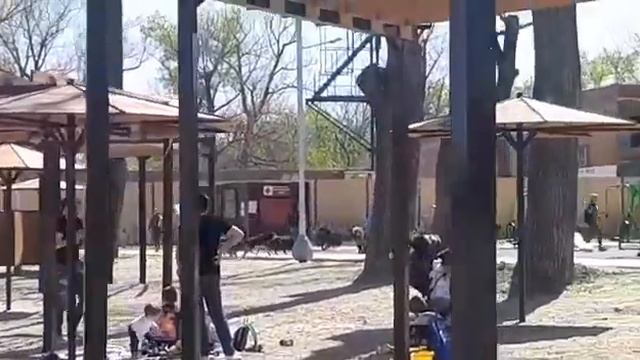 Стая собак на пляже в Ростове смотреть онлайн