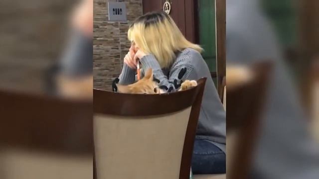 Не мог Остановится, Ржал 2 часа. Смешные и сумасшедшие животные смотреть онлайн