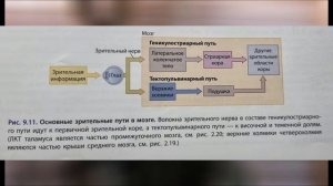Нейронный мир: как мозг создаёт пространство?