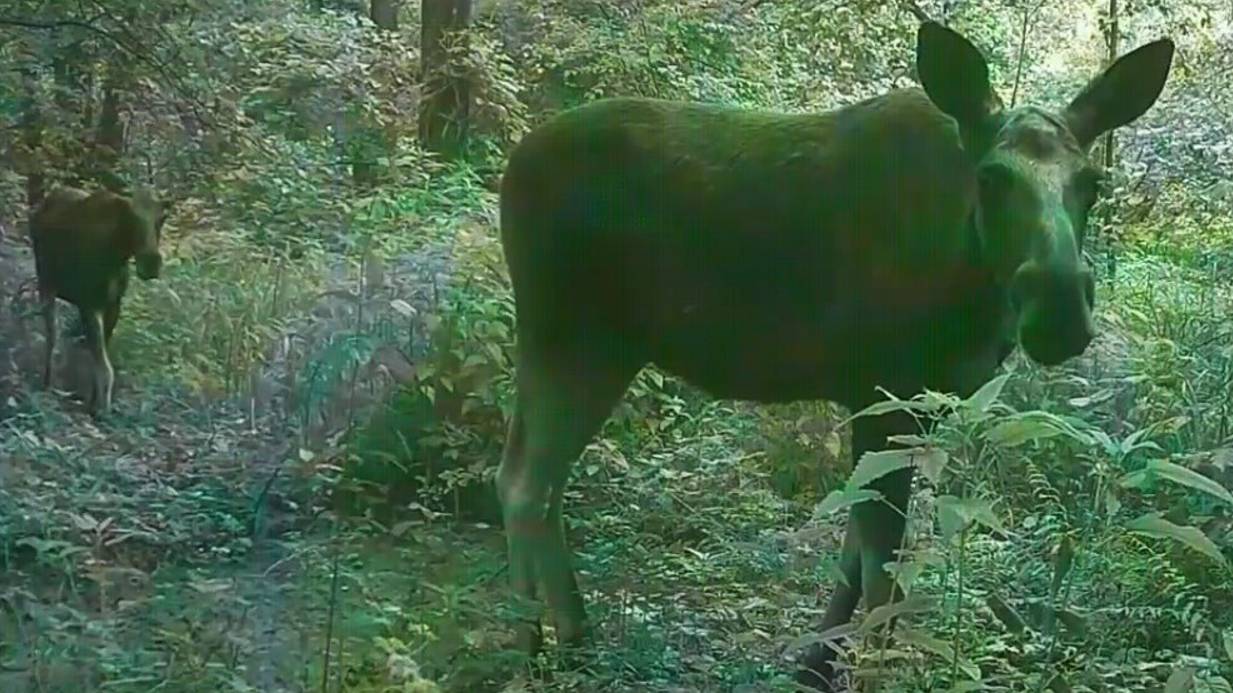 ЛОСИ смотреть онлайн