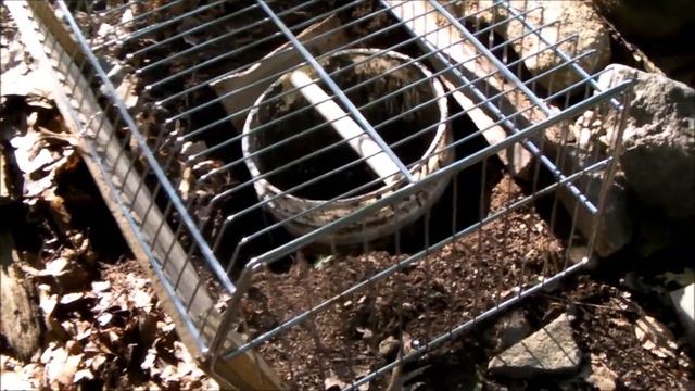 How to keep squirrels and pets out of chipmunk & mice traps; keep squirrels and pets away from bai смотреть онлайн