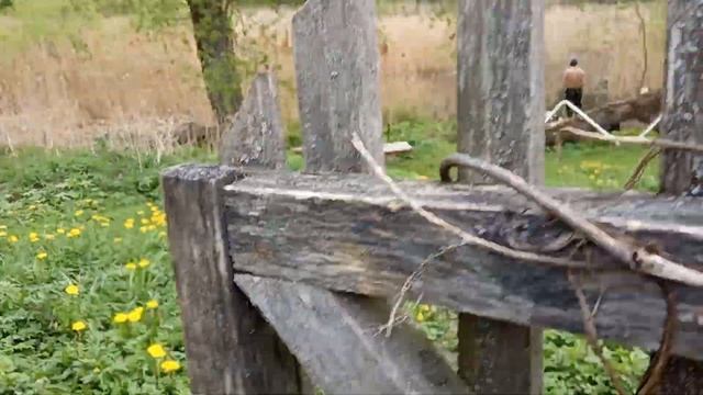 Одуванчиковый обзор.Цветут одуванчики. смотреть онлайн