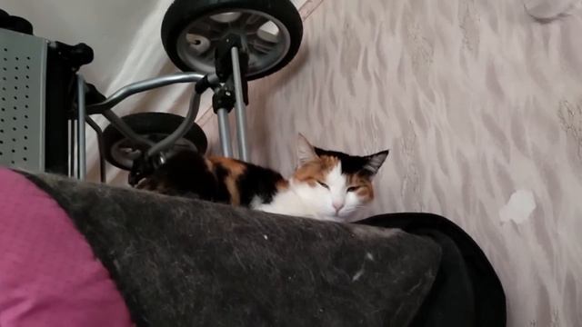 Больные кошки в заложниках у лжеволонтера 