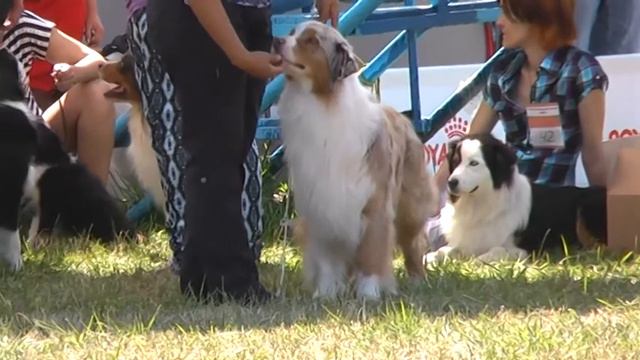 Австралийская овчарка, моно 19.07.2013, Тула, кобели чемпионы смотреть онлайн