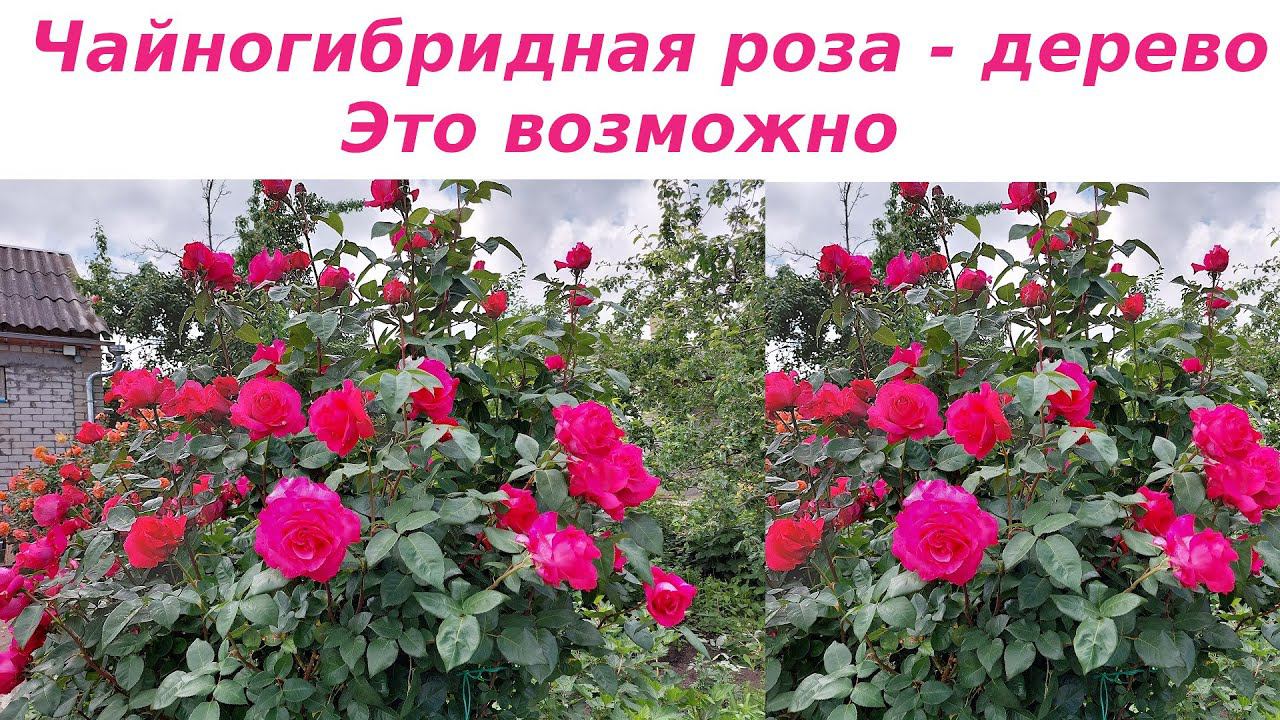 Венроза. Чайногибридные розы - дерево. Формирование куста и особенности ухода. смотреть онлайн