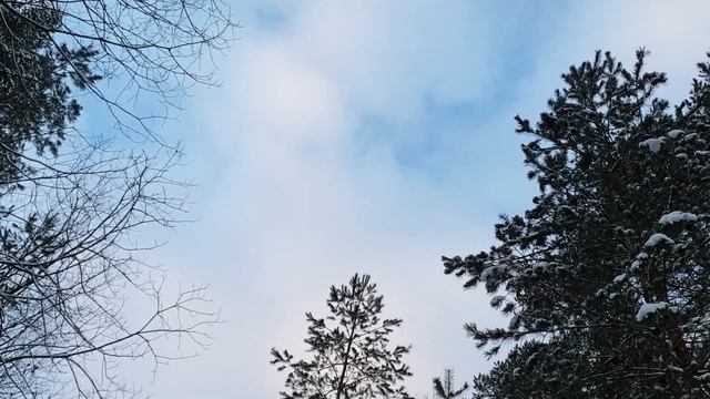 ASMR прогулка по зимнему лесу / Шепот / Хруст снега под ногами смотреть онлайн