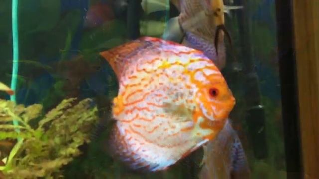Аквариум с Дискусами и Растениями! смотреть онлайн