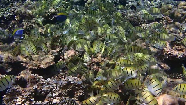 рыбный поток у о.Nibiliga (Baa Atoll, Мальдивы) смотреть онлайн