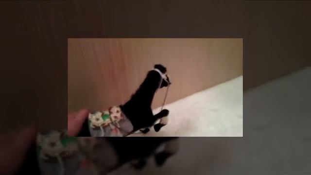 С какого ракурса лучше фотографировать игрушку) смотреть онлайн