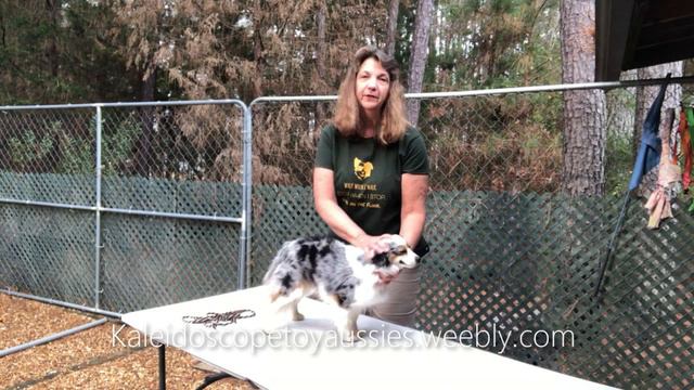 What Size Is A Toy Australian Shepherd