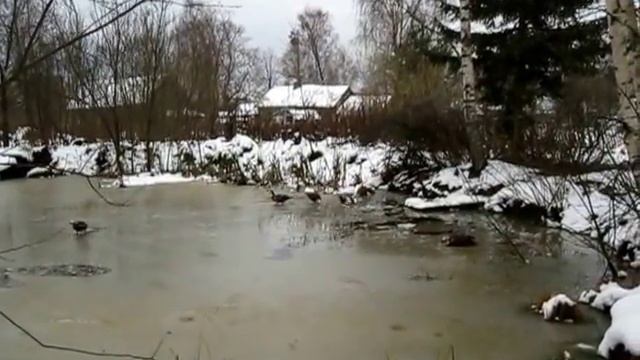 Не выпускайте мускусных уток на опасный пруд смотреть онлайн