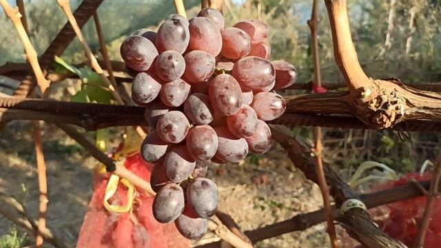 "Сказка"-крупный и вкусный кишмиш! Тел,WhatsApp и Viber : 8-918-43-794-43 смотреть онлайн