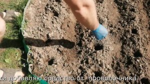 Как посадить картофель с помощью модернизированного посадочного конуса
