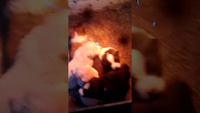 Щенки алабая смотреть онлайн