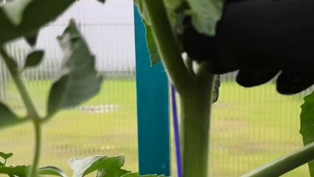 Как удалить пасынки у томатов и перцев | Формирование томатов и перцев смотреть онлайн
