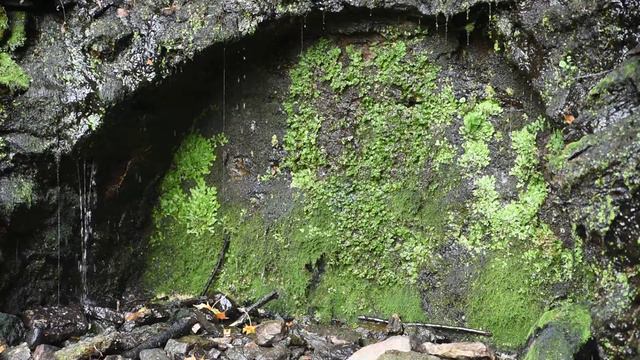 СТАРАЯ ПЕЩЕРА И ПТИЧКА Футаж смотреть онлайн