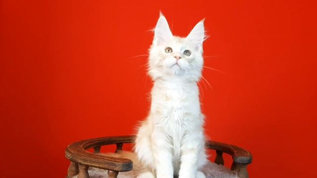 Серебряный котенок мейнкун. смотреть онлайн