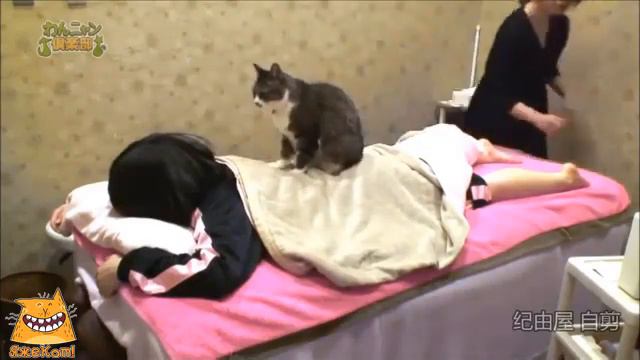 Кот массажист. ЯжеКОТ! смотреть онлайн