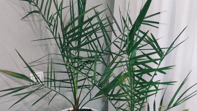 Финиковая пальма из косточки. Как вырастить финиковую пальму из косточки дома.