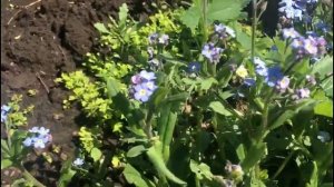 Незабудка - удивительные цветы