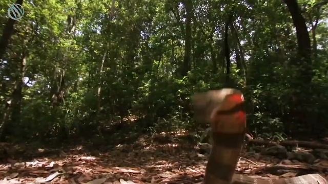 ? KING COBRA ─ The King All Humans Fear ? смотреть онлайн