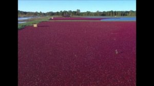 Outcomes Intermediate 4 The business of cranberries
