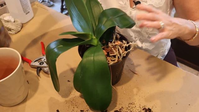 Moving Houseplants Back Inside, Repotting, and New Plants! смотреть онлайн