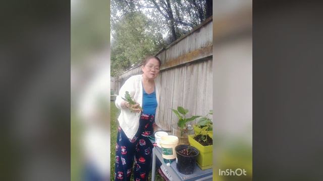 TRANSFERRING AND REPLANTING ANTHURIUM, PEACE LILY AND SPINACH #planting # Pinay NZ смотреть онлайн