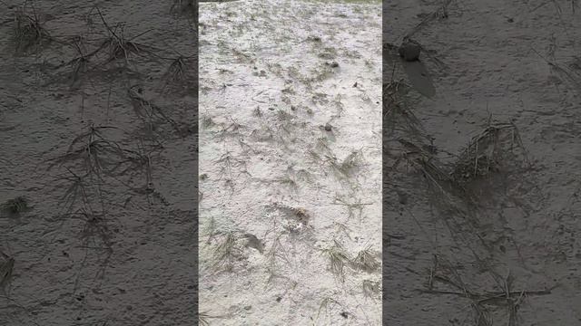луна Алтай смотреть онлайн
