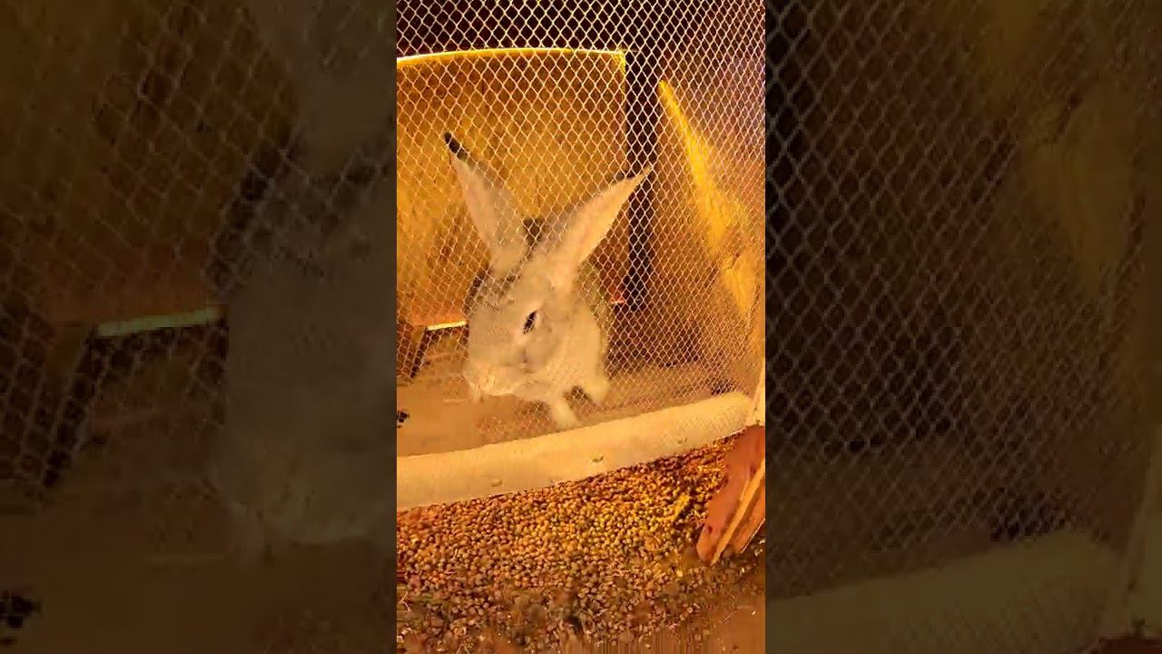 Кролики смотреть онлайн