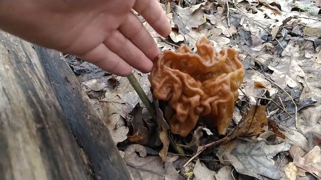 СТРОЧОК ТИЦИНИЕВ !!! Грибная азбука. смотреть онлайн