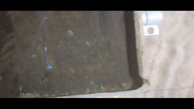 my exotic bird farm new project start..12/3/2022.. смотреть онлайн